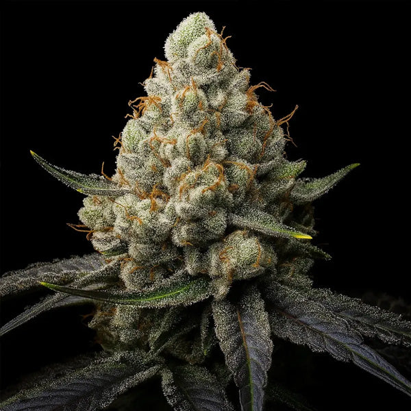 Sunshine Citrus Triploid 100 u. fem Triploid Seeds