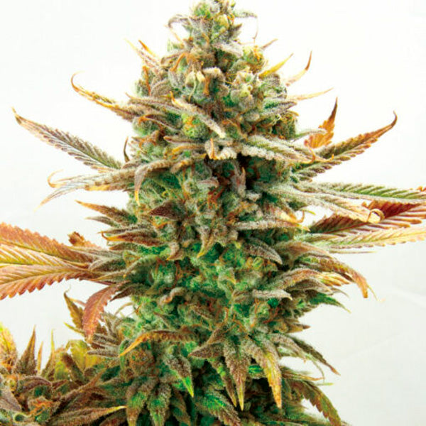 Super Critical Bud CBD 3 u. fem. Garden of Green Seeds