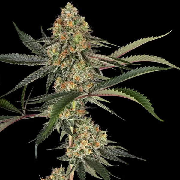 Super Lemon Cherry 10 u. fem. Sensi Seeds