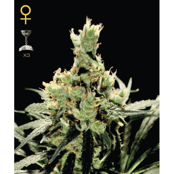 Super Lemon Haze 5 u. fem. Green House