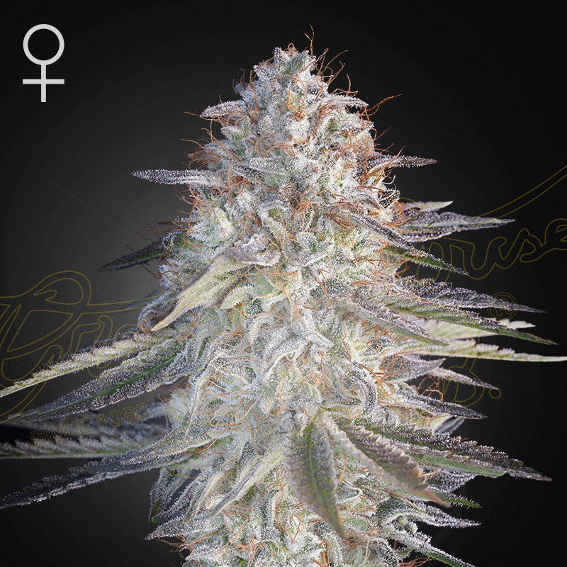 Super Lemon Haze x Pink Candy 10 u. fem. Green House
