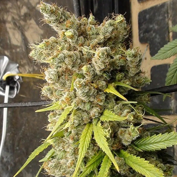 Super Malawi Haze 5 u. Regolari Ace Seeds