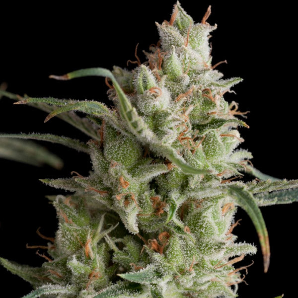 Super Og Kush 3 pcs. fem. Pyramid Seeds