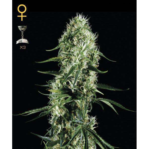 Super Silver Haze 3 u. fem. Green House