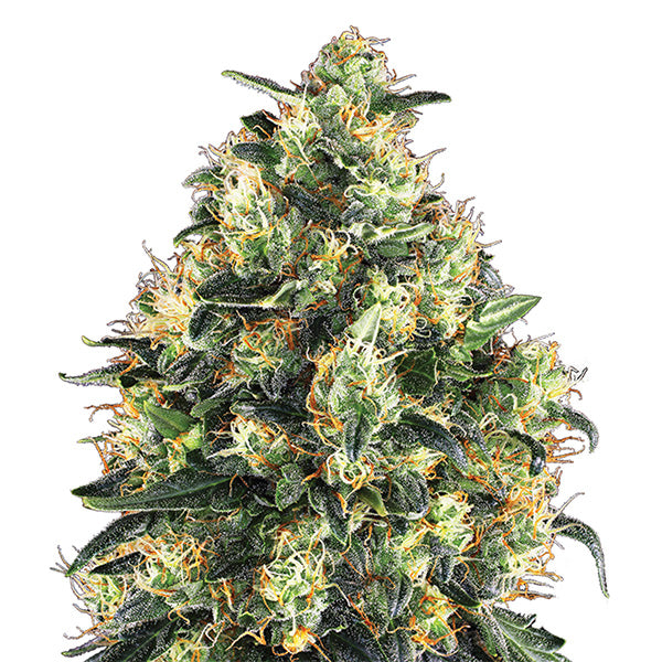 Super Skunk 10 ud. fem. Nirvana
