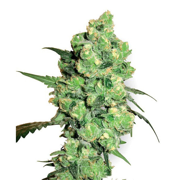Super Skunk 10 pz. reg. White Label