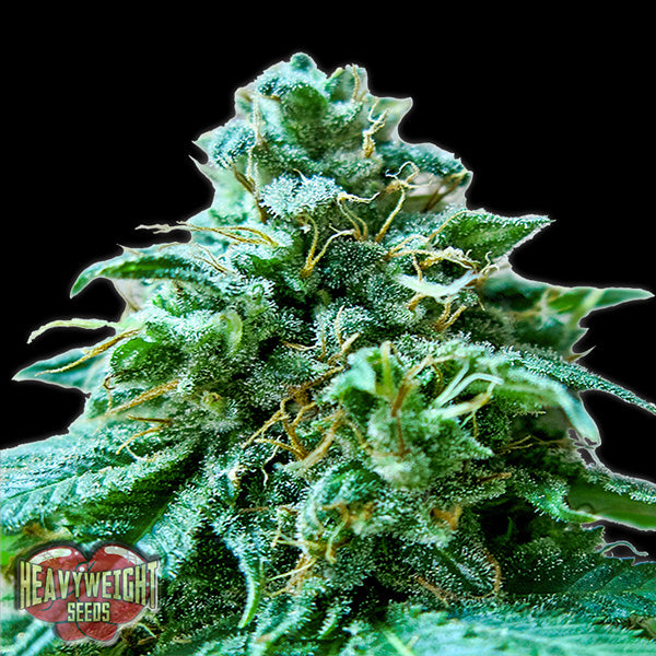 Superb OG 5 u. fem. Heavyweight Seeds