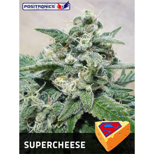 Supercheese 3 u. fem. Positronics Seeds