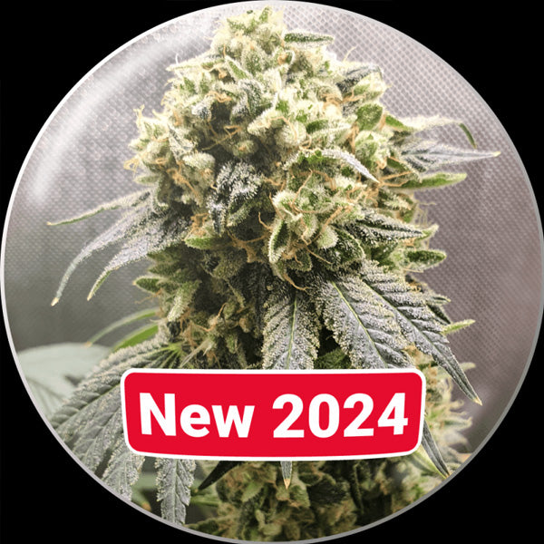 Superfruit CBD 5 u. fem. Medical Seeds