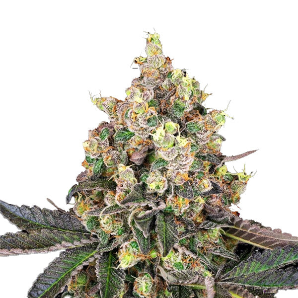 Sweet Berry Breeze 3 u. fem. White Label