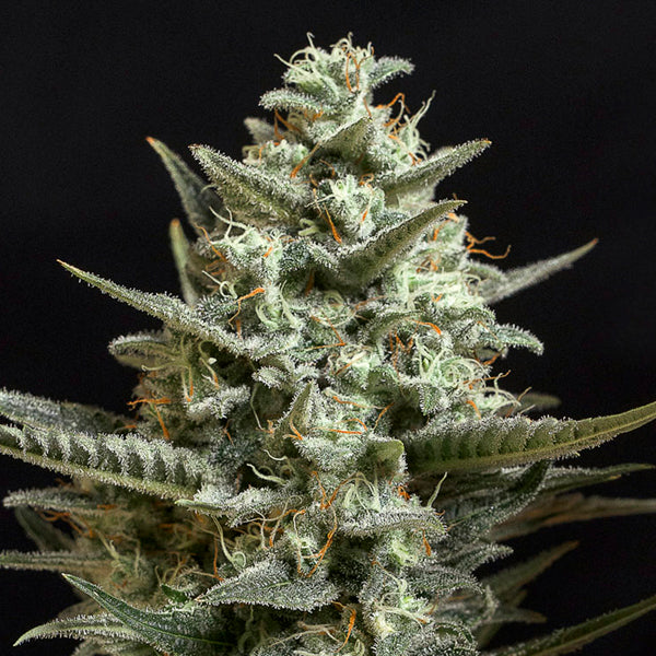 Sweet Bilbo 5 fem. seeds Genehtik