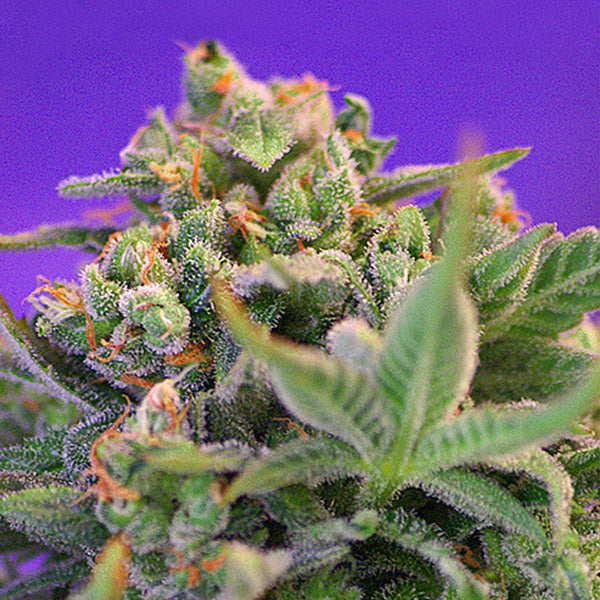 Sweet Cheese 3+1 ud. fem. Sweet Seeds