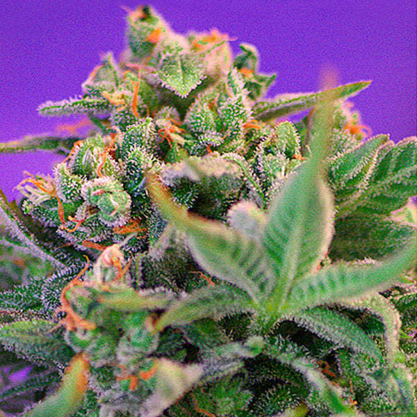 Sweet Cheese Fast Version 5+2 u. fem. Sweet Seeds