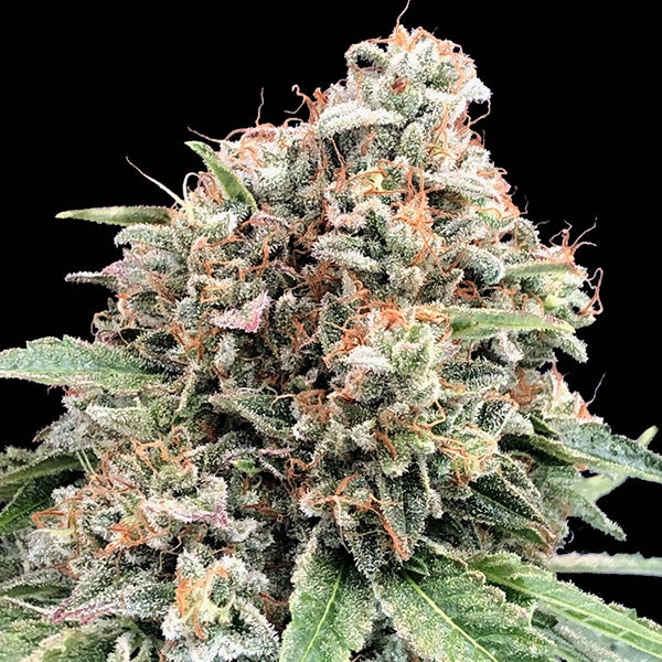 Sweet Critical 2.0 3 u. fem. 00 Seeds