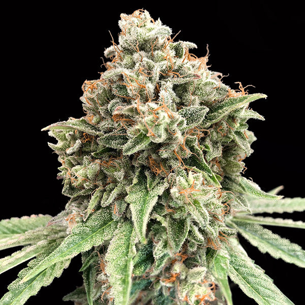 Sweet Critical Fast 25 u. fem. 00 Seeds