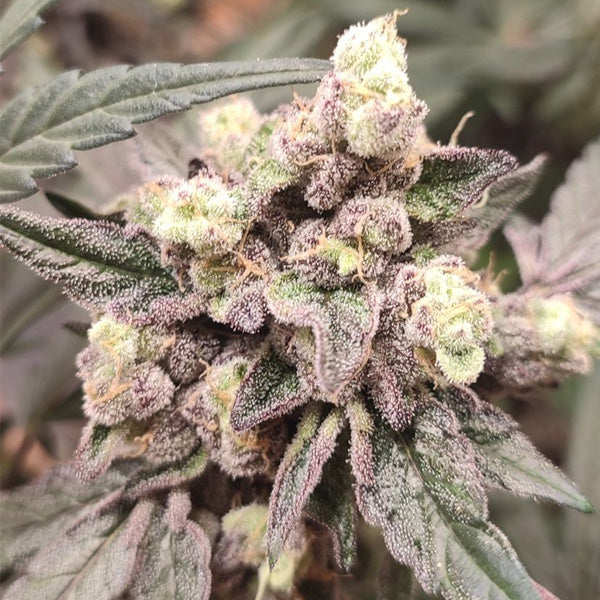 Sweet Pink Grapefruit Edition 4 u. Spice of Life