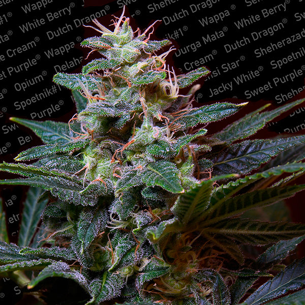 Sweet Purple 5 pcs. fem. Paradise Seeds