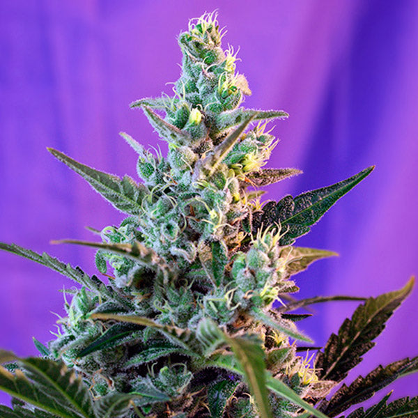 Sweet Skunk Fast Version 25 u. fem. Granel Profesionales Sweet Seeds