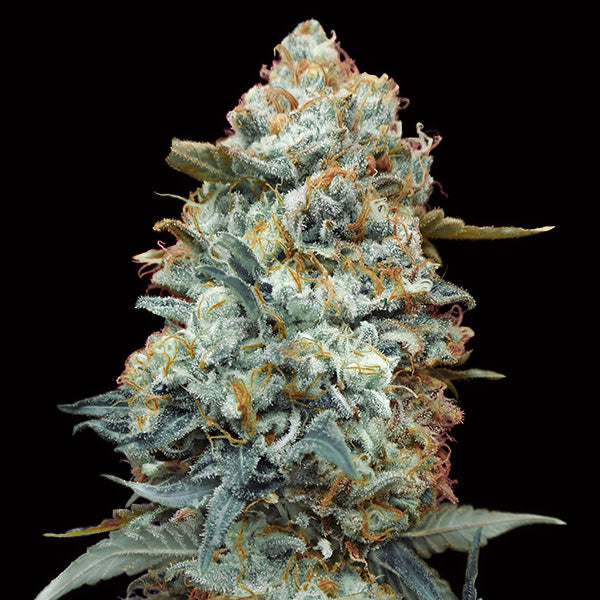 Sweet Somango Fast 5 u. fem. 00 Seeds
