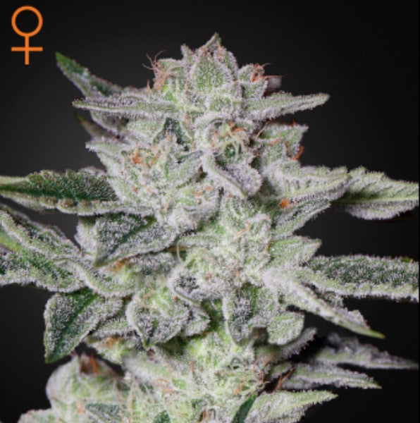 Sweet Valley Kush 1 u. fem. Green House