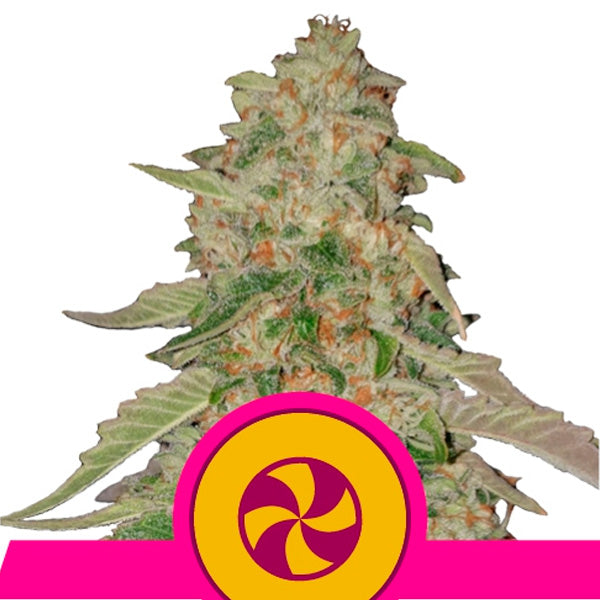 Sweet Zkittlez 5 u. fem. Royal Queen