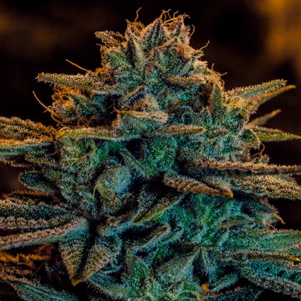 Sweet Zombie 5 u. fem. Expert Seeds