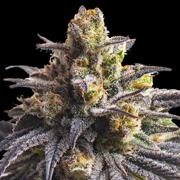 Sweetheart Triploid 10 u. fem Triploid Seeds