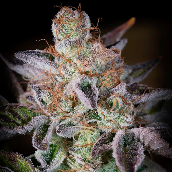 Sweetopia 3 u. fem. Paradise Seeds