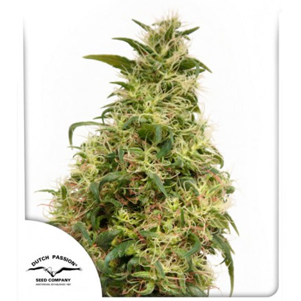 THC - Victory 10 pc. fem. Dutch Passion