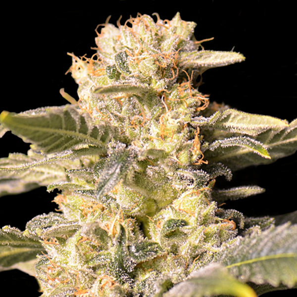 TNT Kush CBD 3+1 u. fem. Eva Seeds