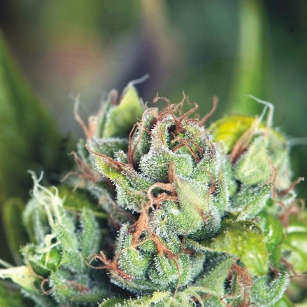 Tahoe Cure 5 u. fem. Pyramid Seeds