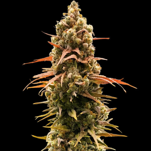 Taipan Moonbow 3 u. fem Empire Seeds
