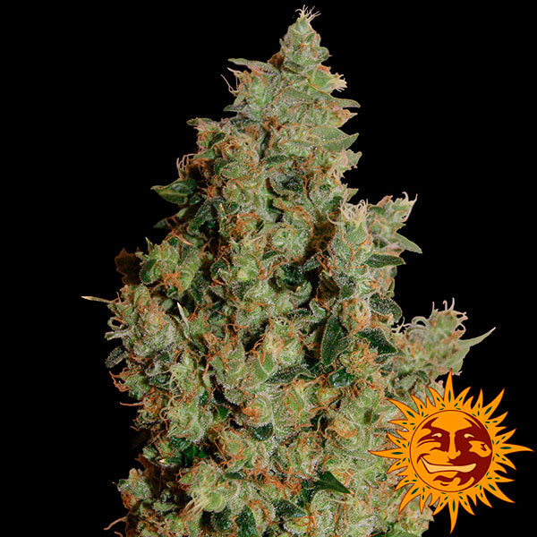 Tangerine Dream 1 pz. fem Barney's