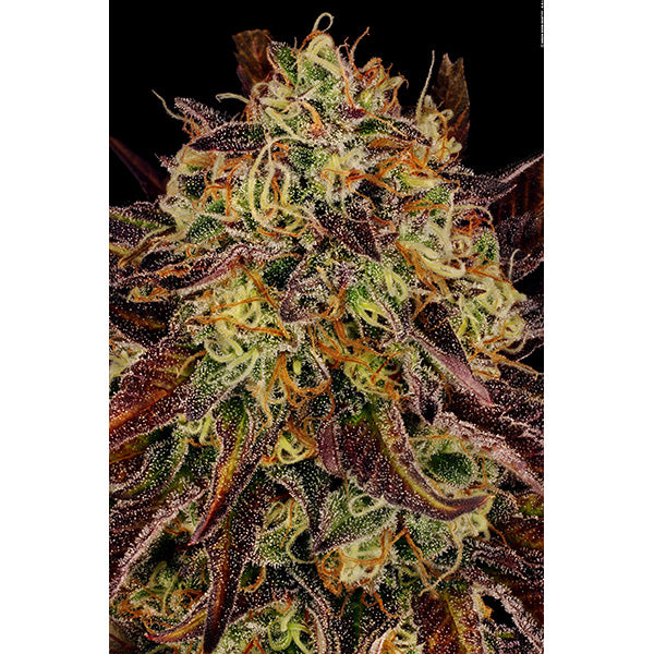 Tangerine Sorbet 3 u. fem. Paradise Seeds