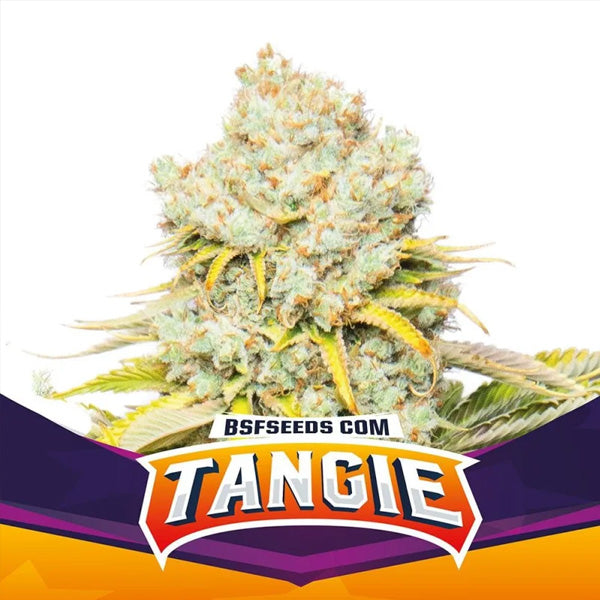 Tangie 4 u. fem BSF Seeds