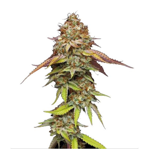 Terp & Tonic fem. 5 pc. Seedstockers Superior
