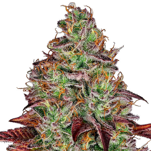 Tezla OG 3 u. fem. Sensi Seeds Research