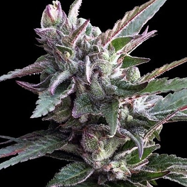 Thai Chi 5 u. fem. Ace Seeds
