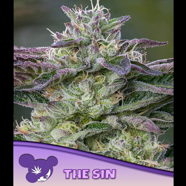 The Sin 3 f.u. Anesia
