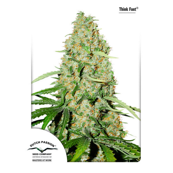Think Fast 3 u. fem. Dutch Passion