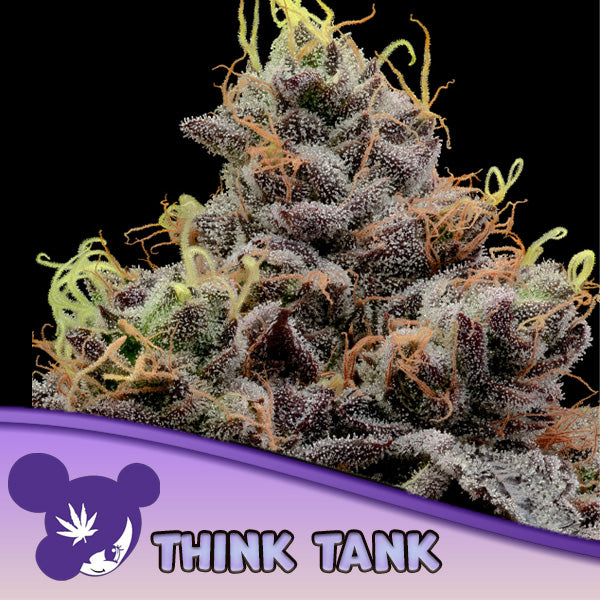 Think Tank 10 u. fem Anesia