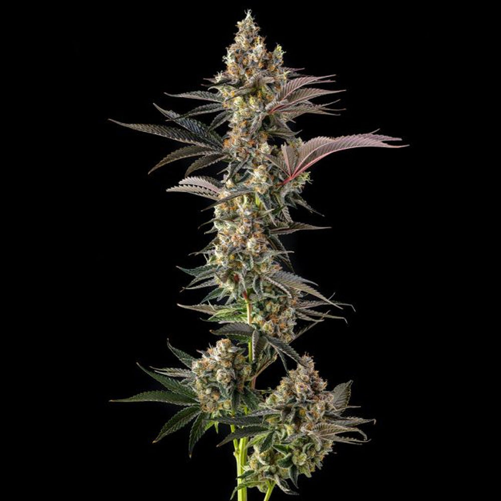 Tostones : Private Banana x Black Amber - 3 u. Fem Compound Genetics
