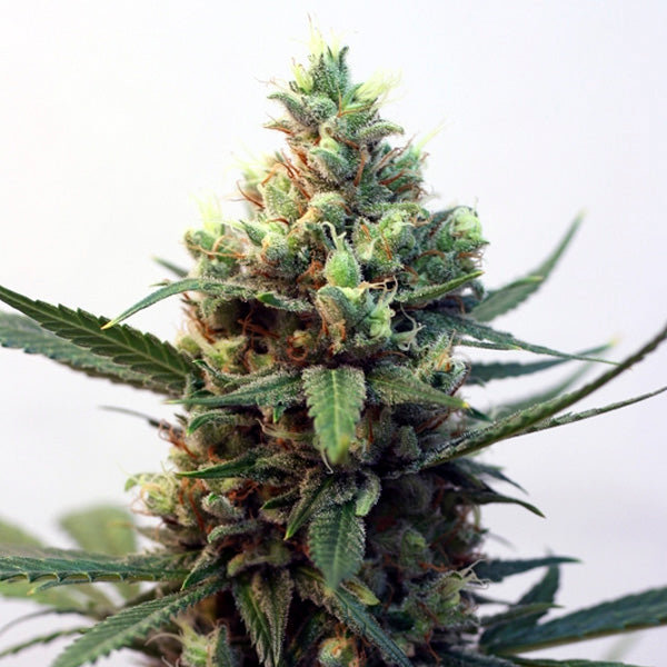 Toxic 5 pz. fem. Ripper Seeds