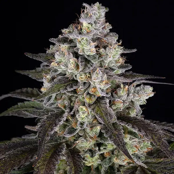 Trainwreck 1 u. fem. Barney's