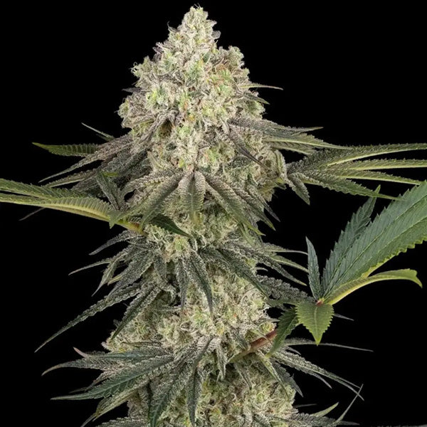 Triple Mints XXL 3 pc. fem. Sensi Seeds