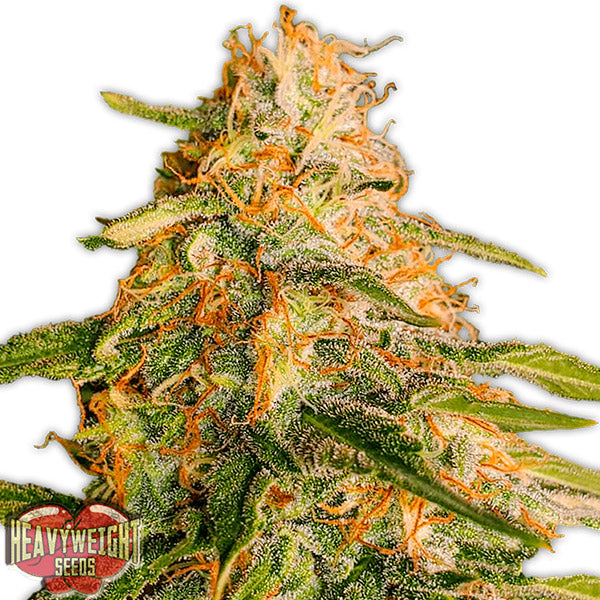 Tropic Punch 5 u. fem. Heavyweight Seeds