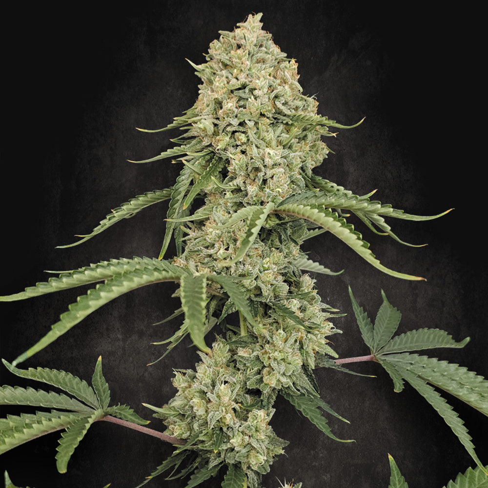 Tropical Fruit Cake 5 u. fem. Paradise Seeds