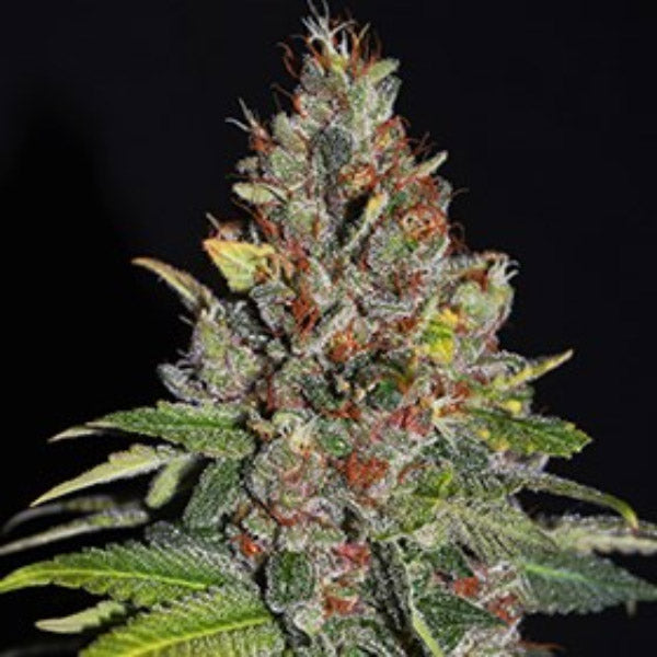 Tropical Punch 5pz. G13 Labs