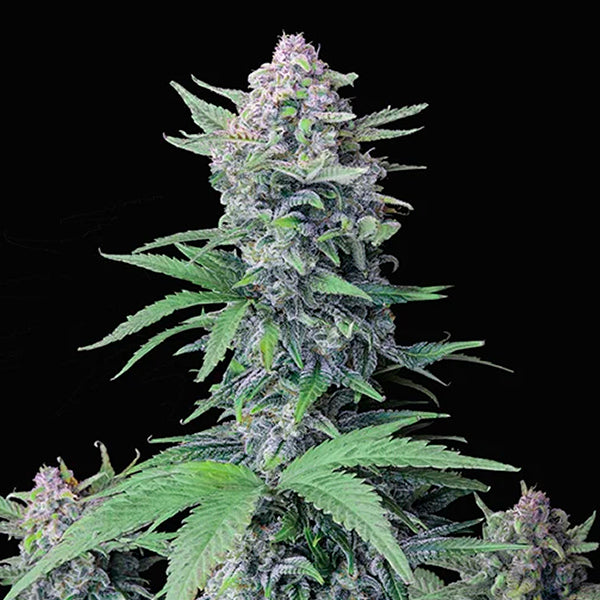 Tropicana Cookies Auto 5 pc. fem. FastBuds Seeds
