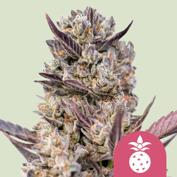 Tropicana Cookies Purple 3 u. fem. Royal Queen